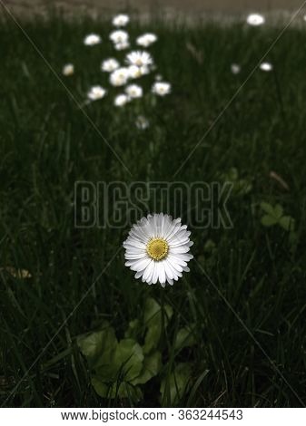 White Fresh Chamomile On The Dark Background