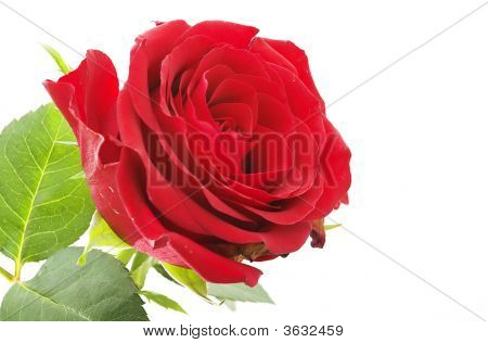 Rose rouge