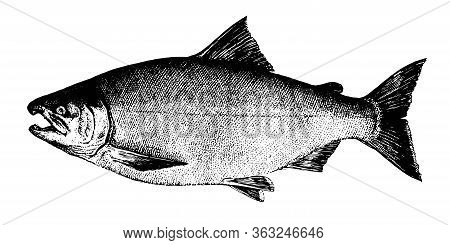 Coho Salmon. Fish Collection. Healthy Lifestyle, Delicious Food. Hand-drawn Images, Black And White 