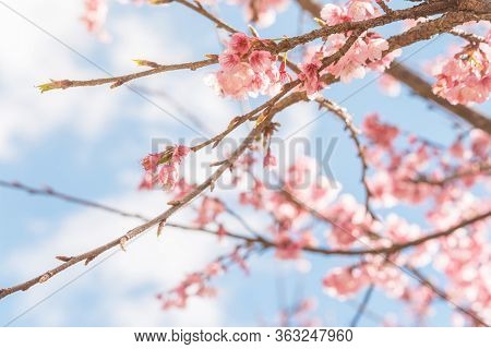 Pink Blossoms On The Branch With Blue Sky During Spring Blooming,
Branch With Pink Sakura Blossoms, 