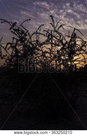 A Closeup Tranquil Landscape Scene Of The Black Silhouette Shadow Of A Tree In A Field Set On Orange