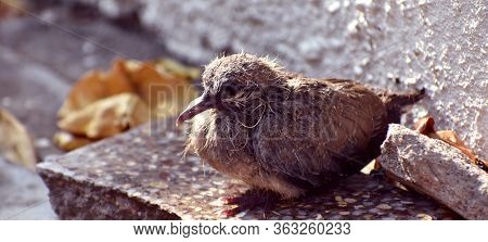 Cute Baby Bird Sitting On The Ground
