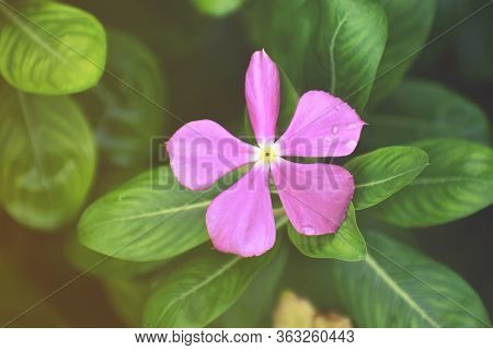 Pink Flower In The Garden With Leaves
