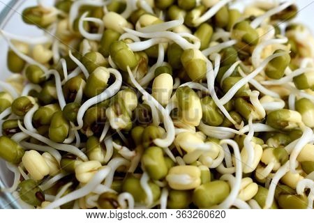 Sprout Beans Healthy Food For Fitness And Health