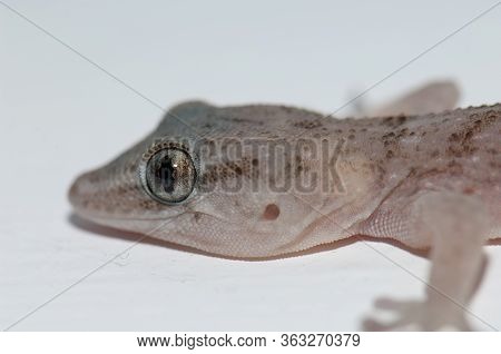 Boettgers Wall Gecko Tarentola Boettgeri On A Wall.