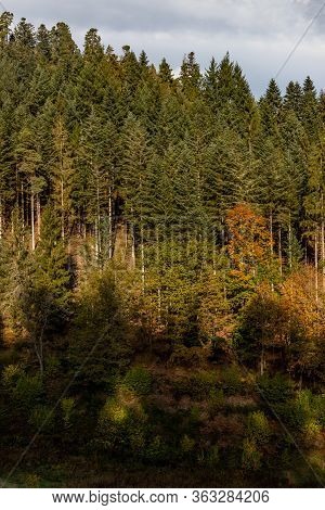 Pine Trees In Black Forest Around Forbach Village