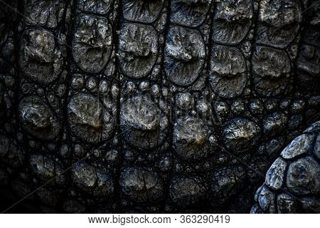 Nile Crocodile¨s Armoured And Strong Skin Closeup