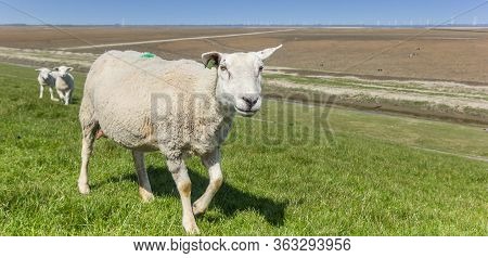 Panorama Of A White Sheep In The Dollard Region In The Netherlands