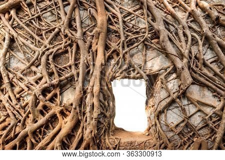 Ancient walls with a window covered by roots close up.
