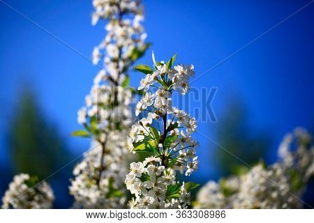 Blooming Cherry Tree In The Garden. Cherry Flowers Close Up.
A Bouquet Flowers. Floral Collage. Flow