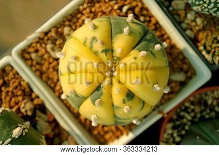 Vibrant Yellow And Green Ball Shape Lovely Succulent Plant In A Pot