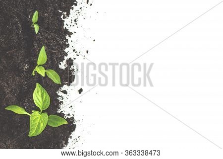 Pumpkin Seedlings Are Growing From The Soil. Agriculture Plant Seeding Growing Step Concept