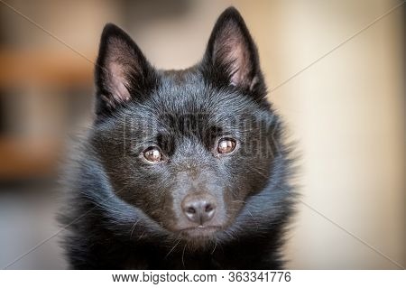Detail Shot Of Black Dog Face With Blurred Background - Breed Named Schipperke
