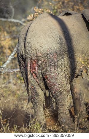 Cure Wounds Of African Bush Elephant Back In Kruger National Park, South Africa ; Specie Loxodonta A