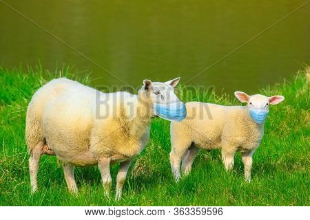 Sheeps With Surgical Face Mask. Concept Of Herd Immunity, Conformism And Mass Behavior With Social D