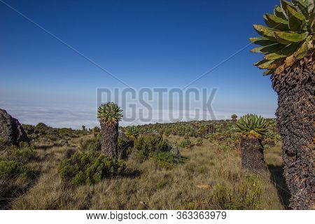Giant Senecias On The Marangu Route Towards Mount Kilimanjaro