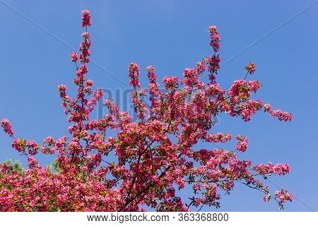 Branches On The Top Of Flowering Paradise Apple Tree On A Background Of Clear Sky