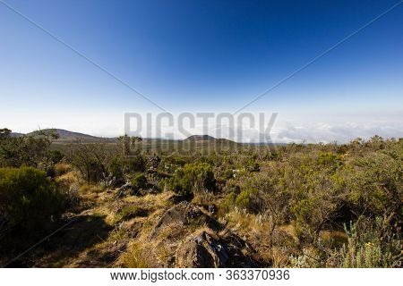 Steppe On The Marangu Route To The Mount Kilimanjaro In Africa