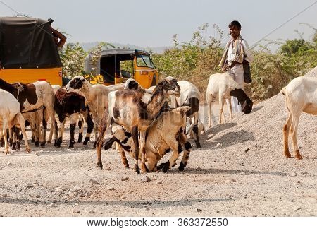 Puttaparthi, Andhra Pradesh, India - January 15, 2013: An Indian Man Are Shepherding Herd Of Sheep I