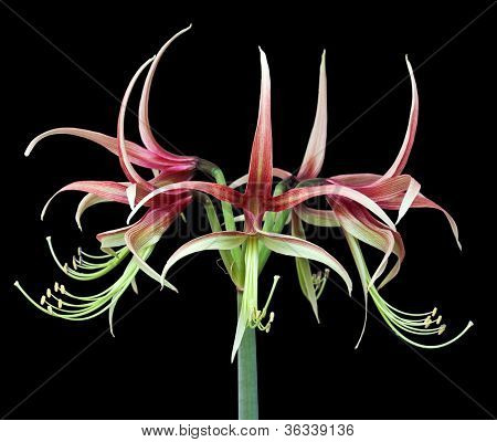 Hippeastrum Chiko