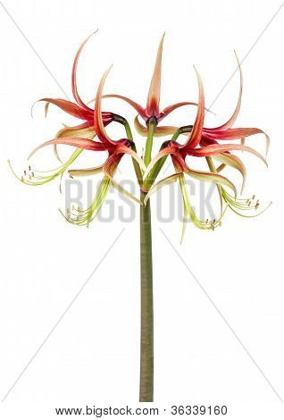 Hippeastrum Chiko
