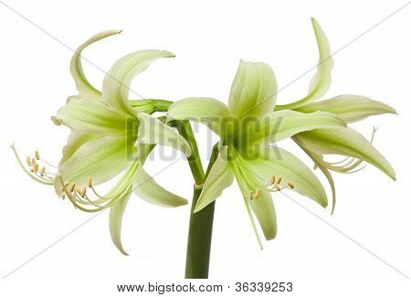 หลากหลายไฮบริ cybister Hippeastrum เอเวอร์กรีน