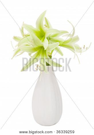 หลากหลายไฮบริ cybister Hippeastrum เอเวอร์กรีน