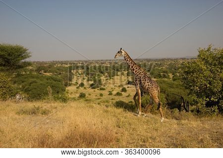 Beautiful Giraffe In Front Of Impressive Plainland