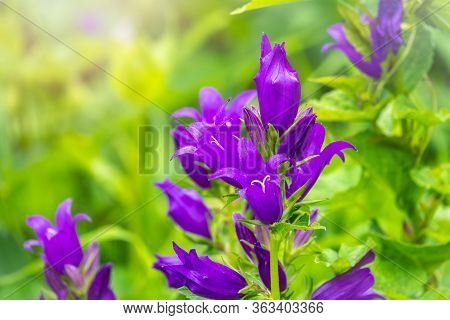 Campanula Persicifolia, The Peach-leaved Bellflower, Is A Flowering Plant Species In The Family Camp