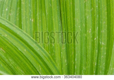 Natural Green Leaf Texture Background. Texture Of Large Green Leaves Of False Hellebore, Corn Lilies