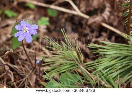 Blue Flower Grows In The Forest. This Flower Is A Harbinger Of Spring. Beautiful Early Spring.