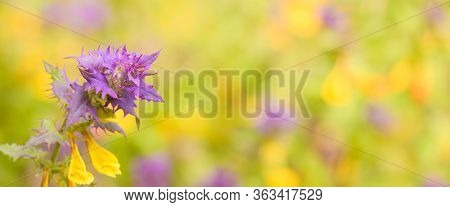 Panoramic Beautiful Nature Summer Background. Melampyrum Nemorosum Flower Closeup On Blurred Floral 
