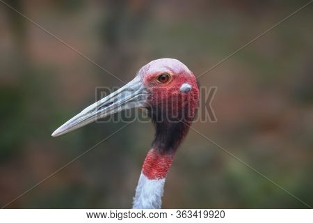 Close up shot of Sarus Crane