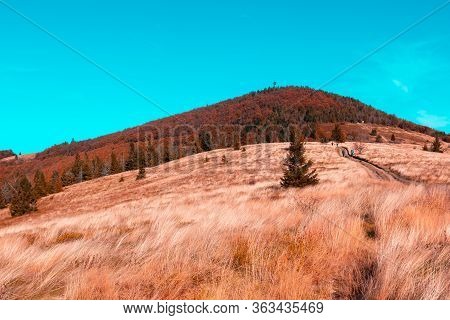 Autumn Mountain Covered With Tall Red Grass And Coniferous Trees