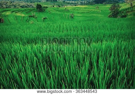 Terrace Rice Fields. Tegalalang Rice Terrace Fields. Bali, Indonesia.