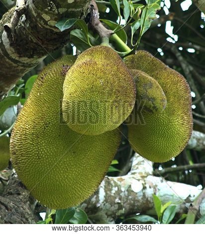 Jack Fruit In A Tree In Harvest Season