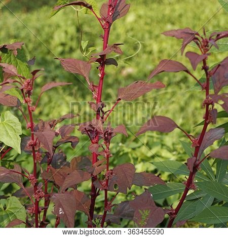 Red Spinach With Seeds And Flower, Also Known As Amaranth