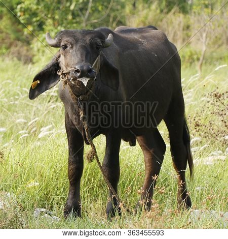 Indian Black Beef With Ear Stud On Grass Field