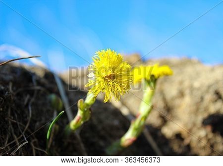 Yellow Mother-and-stepmother Flowers In The Grass Against The Sky. Close-up, Selective Focus