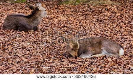 Cute Deer Roaming Freely In Nara Park In Nara, Japan