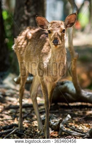 Cute Deer Roaming Freely In Nara Park In Nara, Japan