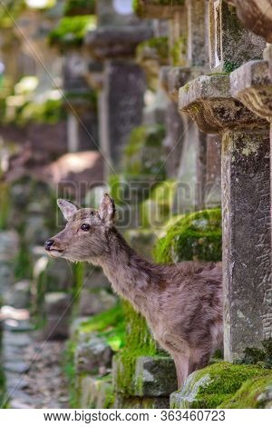 Cute Deer Roaming Freely In Nara Park In Nara, Japan