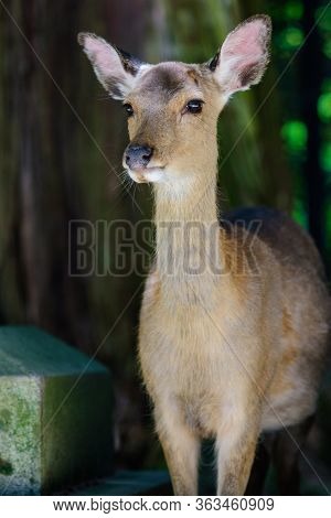 Cute Deer Roaming Freely In Nara Park In Nara, Japan