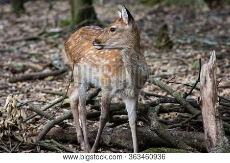 Cute Deer Roaming Freely In Nara Park In Nara, Japan