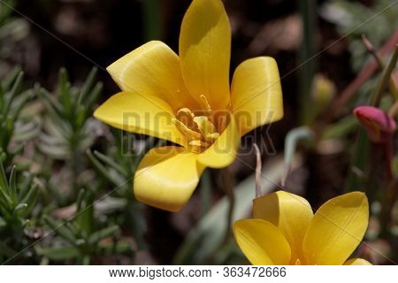 Flower Of A Lady Tulip, Tulipa Clusiana Var Chrysantha