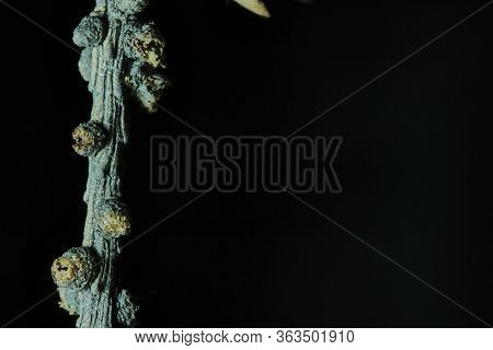 Macro Larch Branch, Low Light, Black Background Color