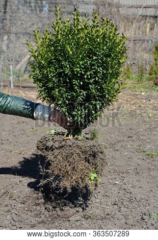 A Gardener Is Planting Large Boxwood, Buxus Shrub With Big Root System For A Boxwood Hedge.
