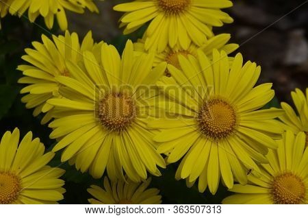 Yellow Spring Flower Doronicum Orientale Doronicum - The Perfect Plant For The Spring Garden.
