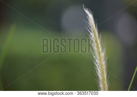Green Grass And Flowers In The Garden