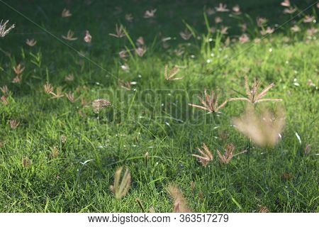 Green Grass And Flowers In The Garden Of California